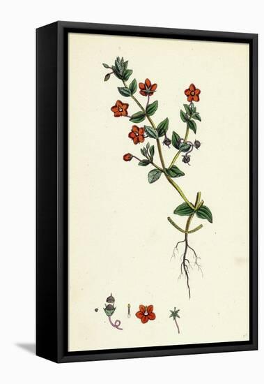 Anagallis Arvensis Var. Phoenicia Scarlet Pimpernel-null-Framed Stretched Canvas