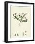 Anagallis Tenella Bog Pimpernel-null-Framed Giclee Print