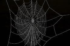 Frozen Spider Web-Anagramm-Photographic Print