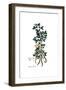 Anagyris foetida, Flora Graeca-Ferdinand Bauer-Framed Giclee Print