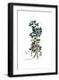 Anagyris foetida, Flora Graeca-Ferdinand Bauer-Framed Giclee Print