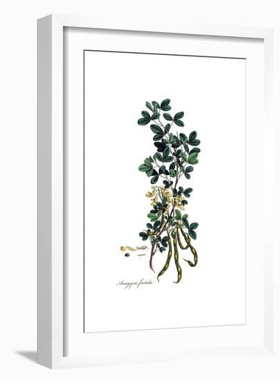 Anagyris foetida, Flora Graeca-Ferdinand Bauer-Framed Giclee Print