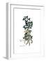 Anagyris foetida, Flora Graeca-Ferdinand Bauer-Framed Giclee Print