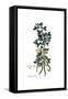 Anagyris foetida, Flora Graeca-Ferdinand Bauer-Framed Stretched Canvas