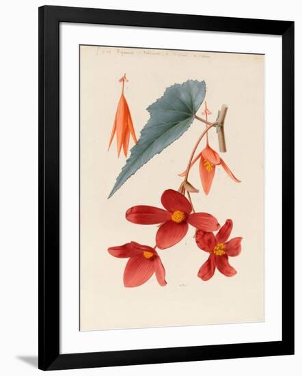 Analytical Drawing of a Flower, Leaves and a Section of Branch (W/C and Bodycolour on Card)-Alfred Riocreux-Framed Giclee Print