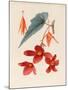Analytical Drawing of a Flower, Leaves and a Section of Branch (W/C and Bodycolour on Card)-Alfred Riocreux-Mounted Giclee Print