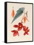 Analytical Drawing of a Flower, Leaves and a Section of Branch (W/C and Bodycolour on Card)-Alfred Riocreux-Framed Stretched Canvas