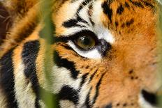 Tiger Eye-Anan Kaewkhammul-Photographic Print
