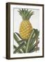 Ananas Fructu-The Drammis Collection-Framed Giclee Print