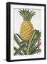 Ananas Fructu-The Drammis Collection-Framed Giclee Print