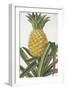 Ananas Fructu-The Drammis Collection-Framed Giclee Print