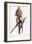 Ananas-Georg Dionysius Ehret-Framed Giclee Print