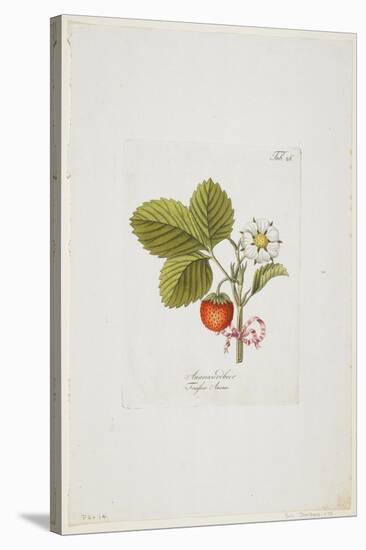 Ananaserobeer from 'Pomona Austriaca, Ou Arbres Fruitiers D'Autriche', 1787-96-Johann Kraft-Stretched Canvas