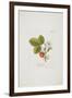 Ananaserobeer from 'Pomona Austriaca, Ou Arbres Fruitiers D'Autriche', 1787-96-Johann Kraft-Framed Giclee Print