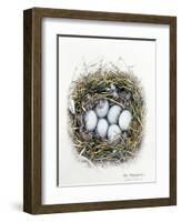 Anas Platyrhynchos (Mallard), 2000-Sandra Lawrence-Framed Giclee Print