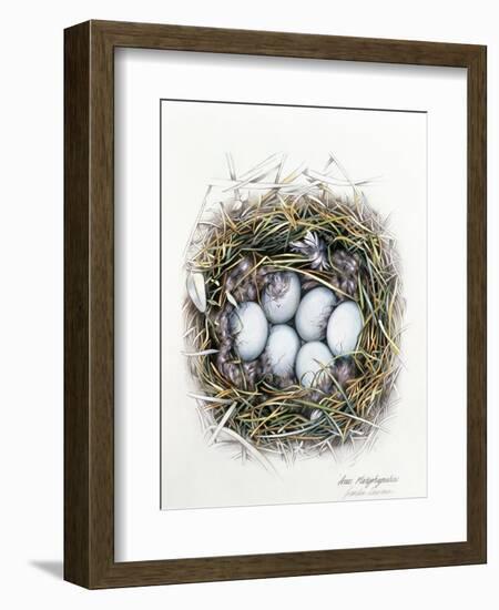 Anas Platyrhynchos (Mallard), 2000-Sandra Lawrence-Framed Giclee Print