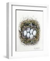 Anas Platyrhynchos (Mallard), 2000-Sandra Lawrence-Framed Giclee Print