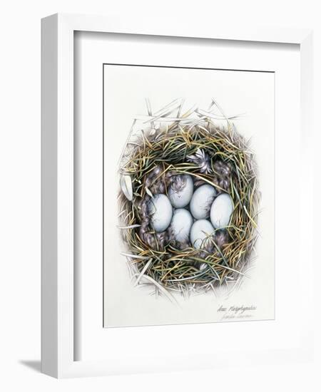 Anas Platyrhynchos (Mallard), 2000-Sandra Lawrence-Framed Giclee Print