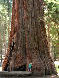 Baby and the Giant. Little Toddler Girl Hugging the Giant Sequoia. Man and the Nature Concept.-Anastasia Tveretinova-Stretched Canvas