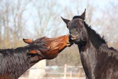 Two Brown Horses Nuzzling Each Other-Anastasija Popova-Photographic Print