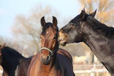 Two Brown Horses Nuzzling Each Other-Anastasija Popova-Photographic Print