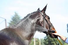 Happy Horse Rolling in the Grass-Anastasija Popova-Photographic Print