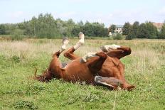 Happy Horse Rolling in the Grass-Anastasija Popova-Photographic Print