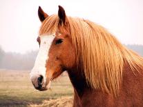 Two Brown Horses Nuzzling Each Other-Anastasija Popova-Photographic Print