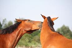 Happy Horse Rolling in the Grass-Anastasija Popova-Photographic Print