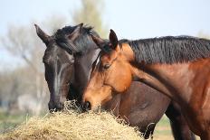 Two Brown Horses Nuzzling Each Other-Anastasija Popova-Photographic Print