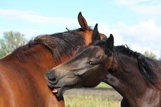 Happy Horse Rolling in the Grass-Anastasija Popova-Photographic Print