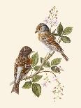 Eastern Olivaceous and Icterine Warblers-Anatole Marlin-Giclee Print