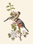 Eastern Olivaceous and Icterine Warblers-Anatole Marlin-Mounted Giclee Print