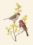 Eastern Olivaceous and Icterine Warblers-Anatole Marlin-Mounted Giclee Print