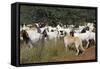 Anatolian Shepherd Dog with Herd of Goats-null-Framed Stretched Canvas