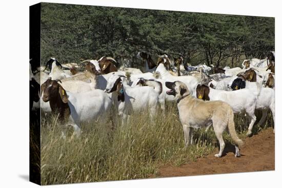 Anatolian Shepherd Dog with Herd of Goats-null-Stretched Canvas