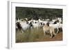 Anatolian Shepherd Dog with Herd of Goats-null-Framed Photographic Print