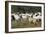 Anatolian Shepherd Dog with Herd of Goats-null-Framed Photographic Print