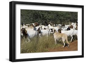 Anatolian Shepherd Dog with Herd of Goats-null-Framed Photographic Print