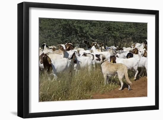 Anatolian Shepherd Dog with Herd of Goats-null-Framed Photographic Print