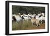 Anatolian Shepherd Dog with Herd of Goats-null-Framed Photographic Print