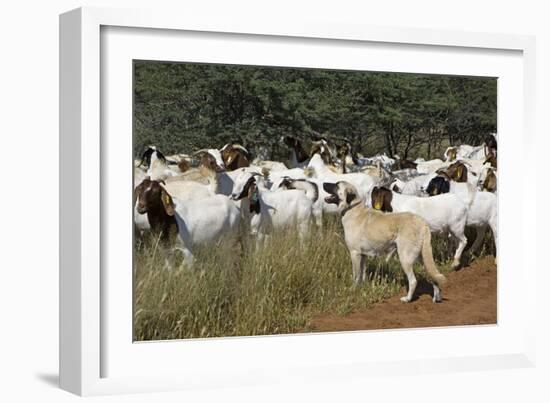 Anatolian Shepherd Dog with Herd of Goats-null-Framed Photographic Print