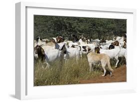 Anatolian Shepherd Dog with Herd of Goats-null-Framed Photographic Print