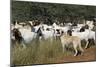 Anatolian Shepherd Dog with Herd of Goats-null-Mounted Photographic Print