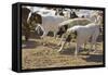 Anatolian Shepherd Dogs Walking with Goats-null-Framed Stretched Canvas