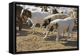 Anatolian Shepherd Dogs Walking with Goats-null-Framed Stretched Canvas