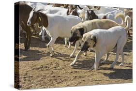 Anatolian Shepherd Dogs Walking with Goats-null-Stretched Canvas