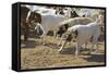 Anatolian Shepherd Dogs Walking with Goats-null-Framed Stretched Canvas