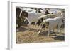 Anatolian Shepherd Dogs Walking with Goats-null-Framed Photographic Print