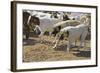 Anatolian Shepherd Dogs Walking with Goats-null-Framed Photographic Print